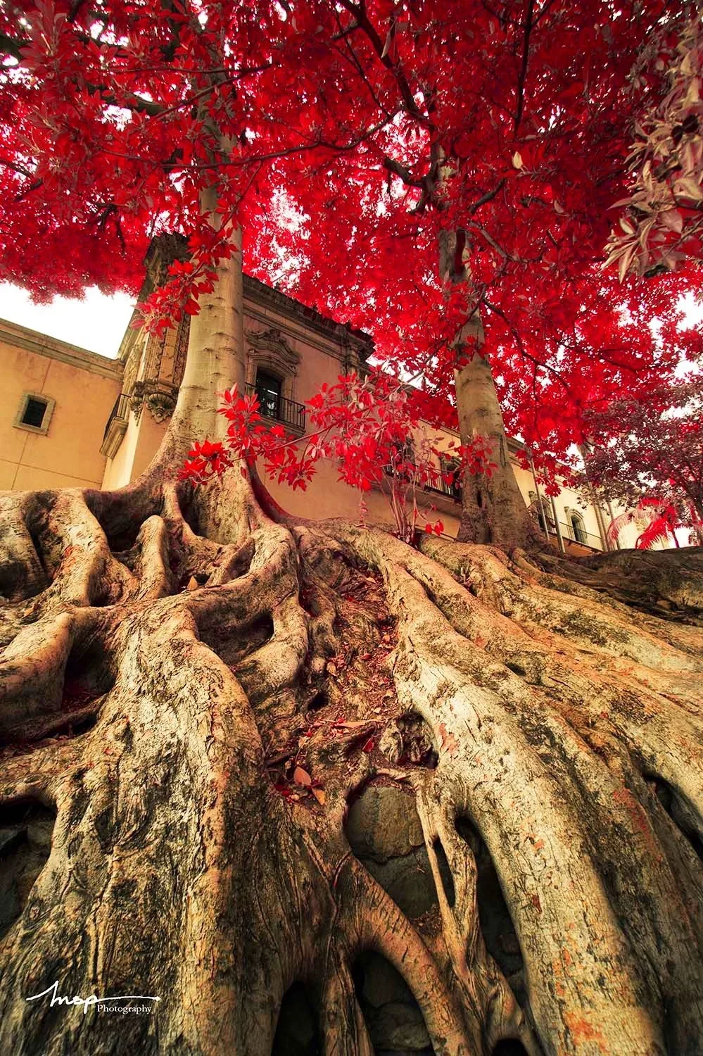 Rooted