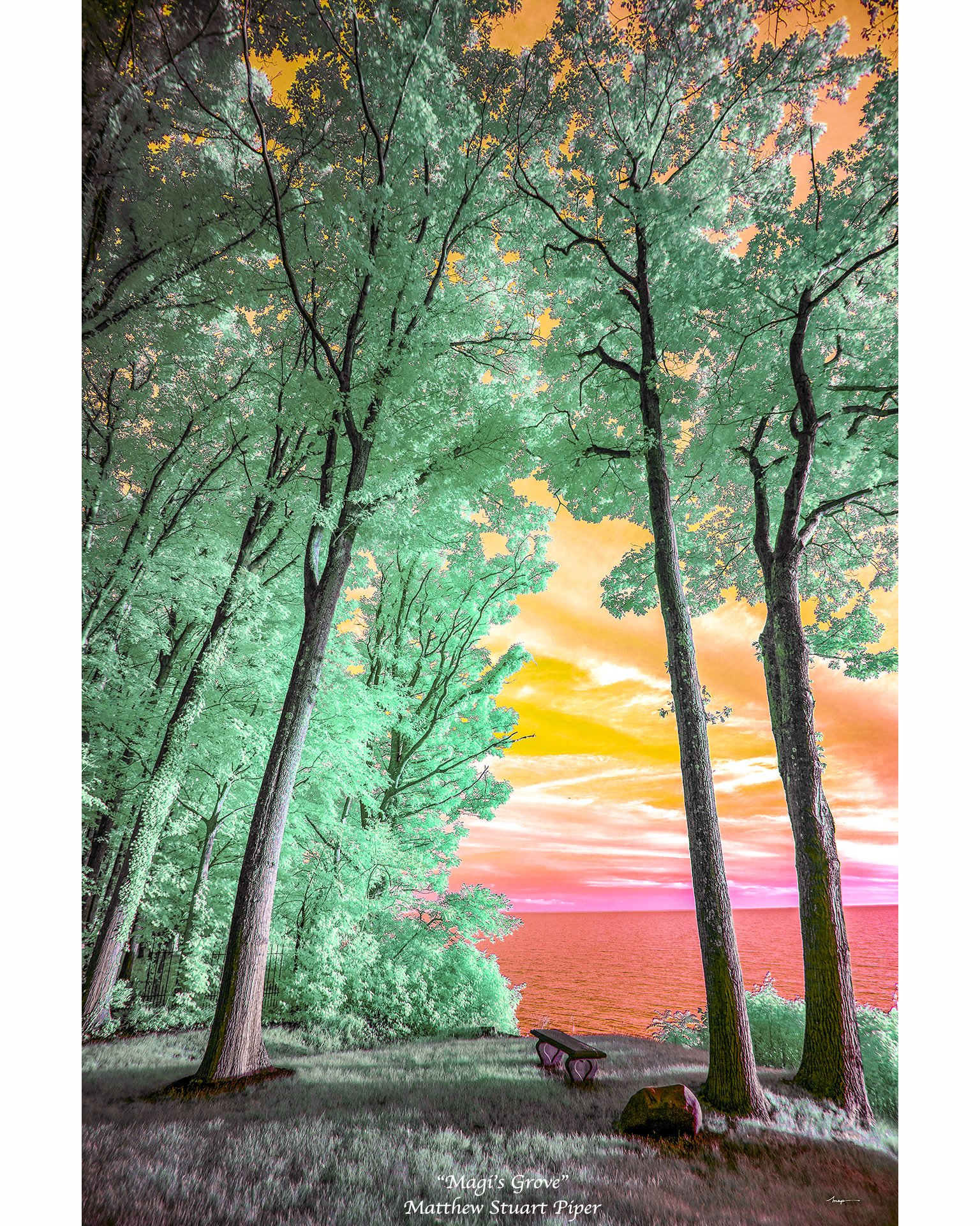 Magi's Grove