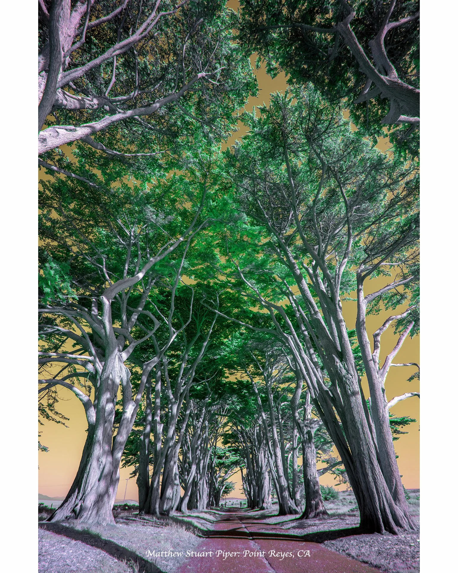 Sentinels