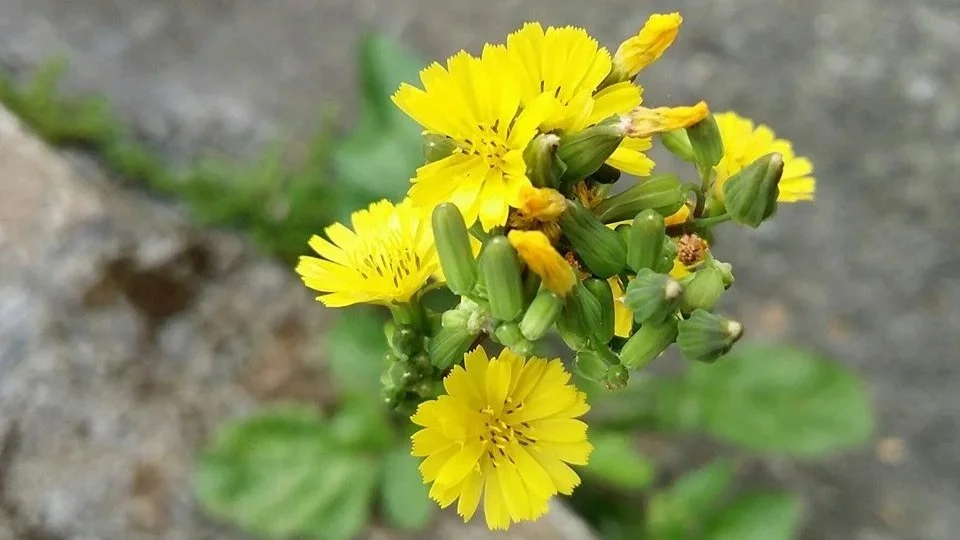 Flower in cracks.jpg