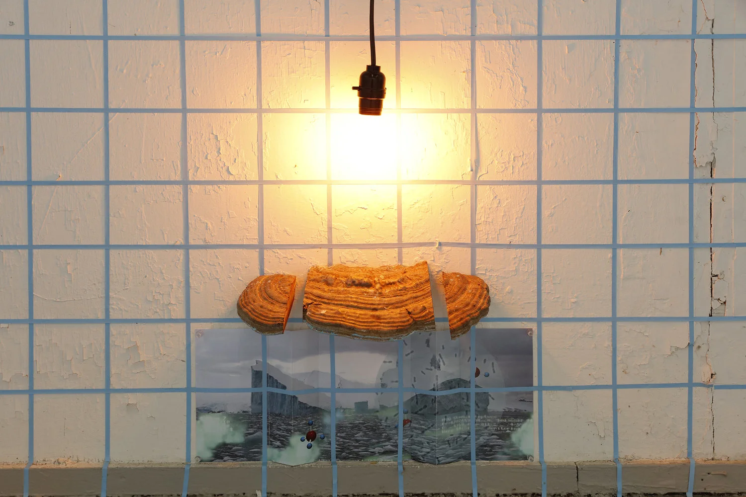 Making A Stationary Rain On The North Pacific Ocean (Fungus) 2017 Fungus, bug light, digital prints 15 x 20 inches