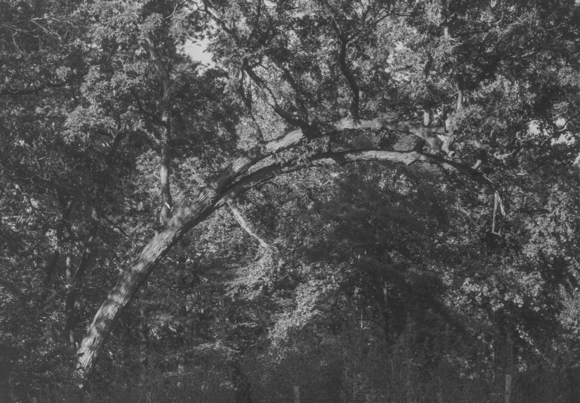 Roy DeCarava, Curved branch , 1994 (detail)
