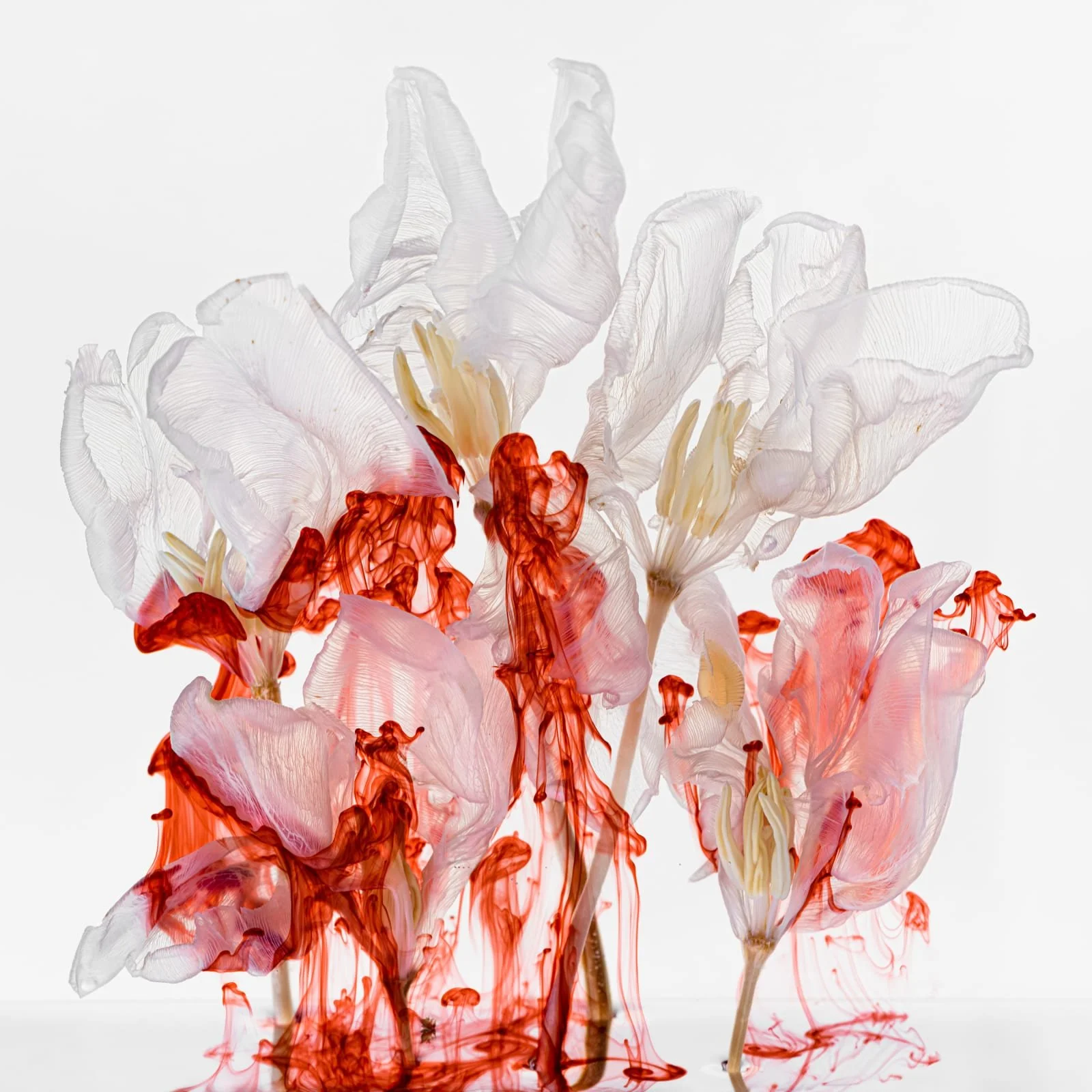Kathrin Linkersdorff