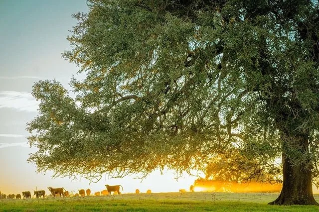 Less than 24 hrs in Waco #ranchlife #wacotown #interiordesign