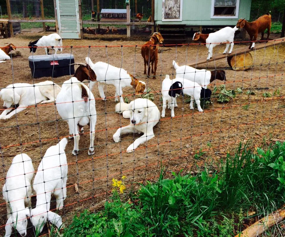 Goat yard.jpg