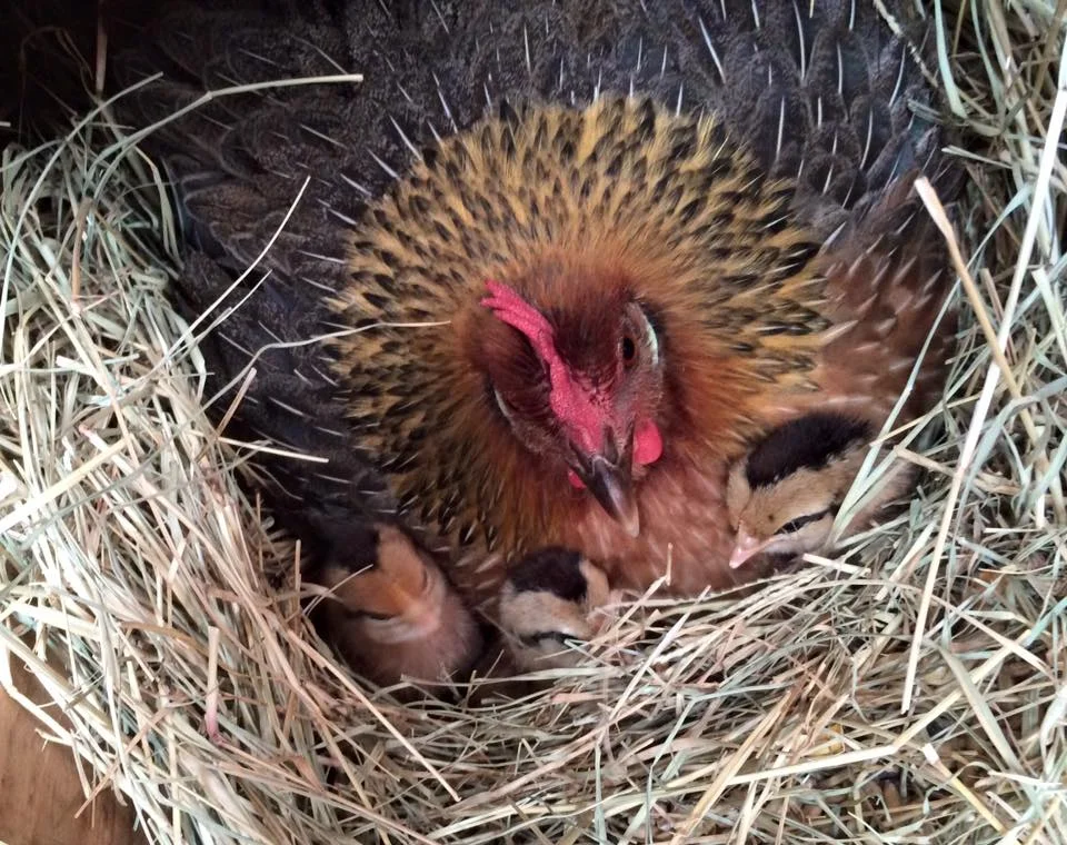 Veronica with random eggs hatching.jpg