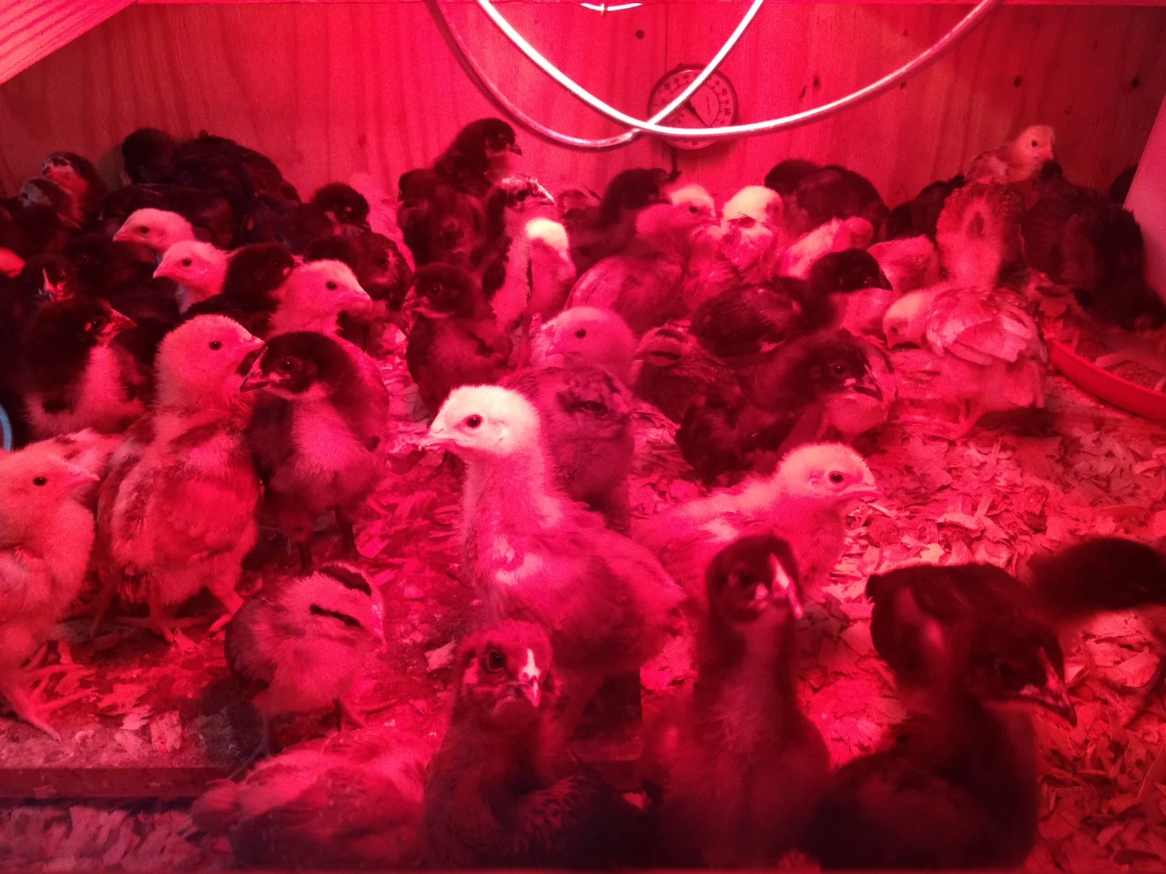 chicks 04:04:15.jpg