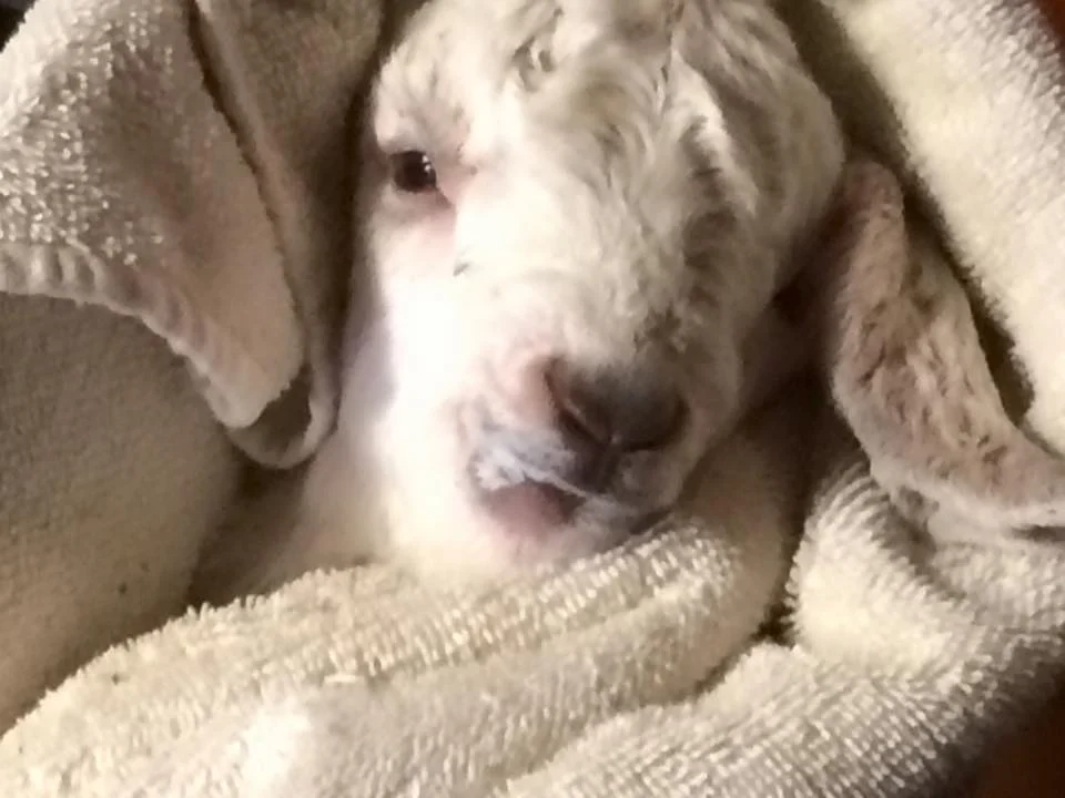 Bruno Mars milk drunk.jpg