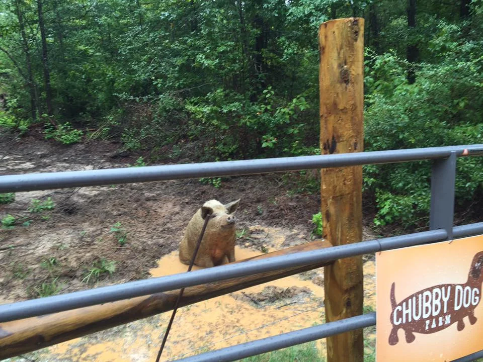 Apollo at corner mud hole.jpg