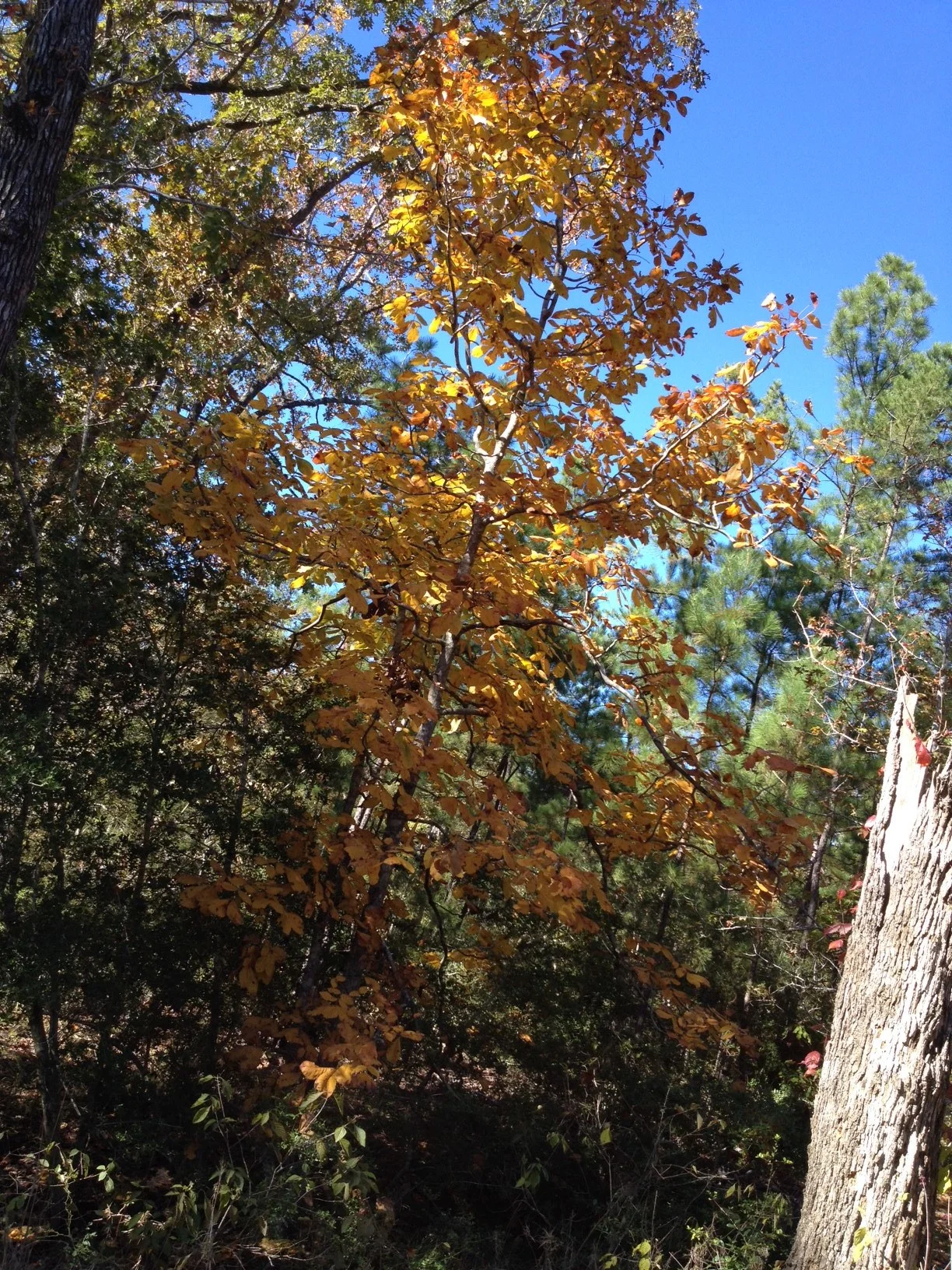 Hickory tree.jpg