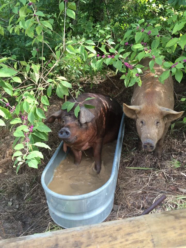 Paté in water trough 2.jpg