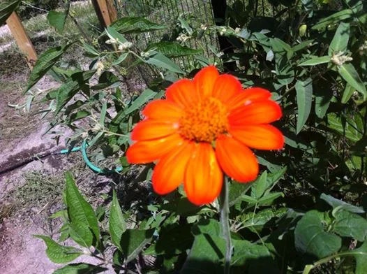 flower.jpg