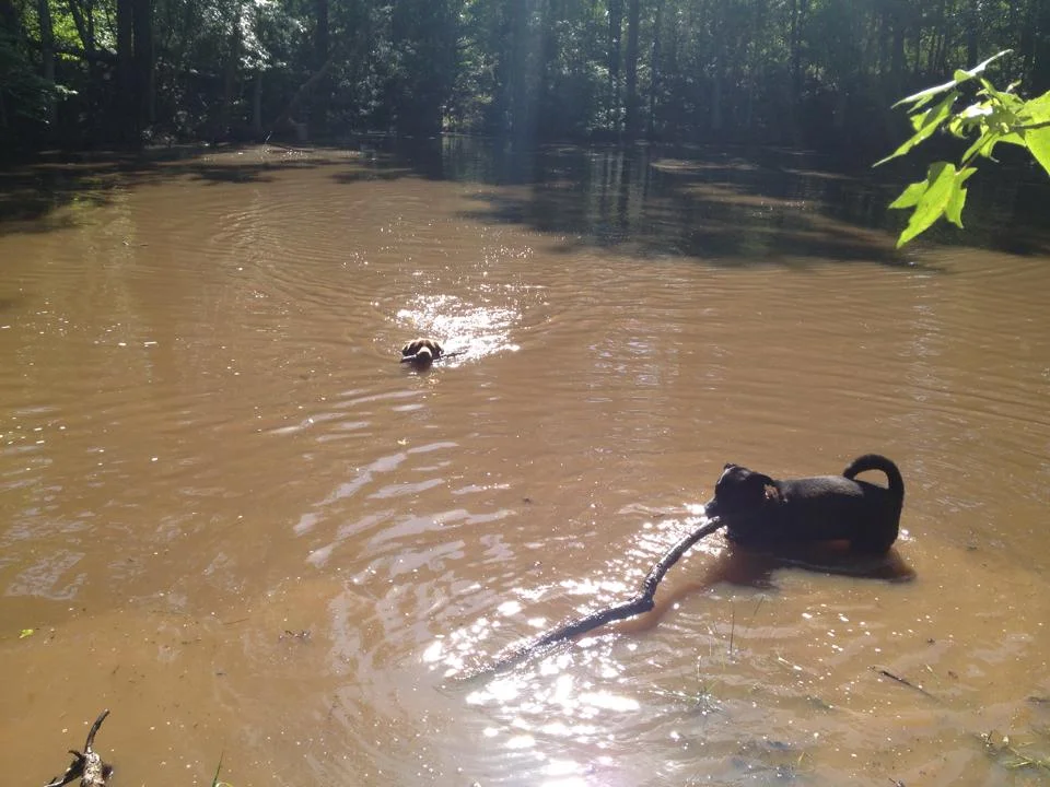 Sam and Sass swimming.jpg