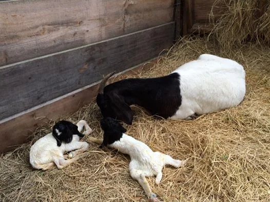 Bailey, Bowie and Bonny birth.jpg