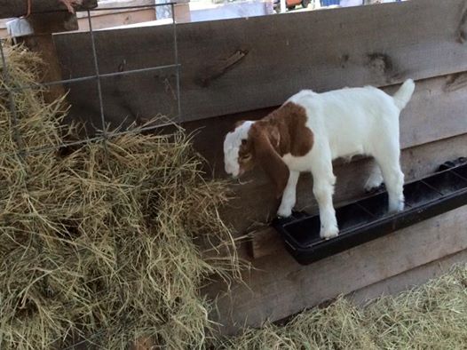 Rhemy in the trough.jpg