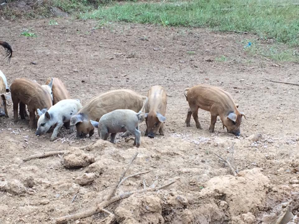 Jimmie Dean's pigs are the light colored piglets with random spots.