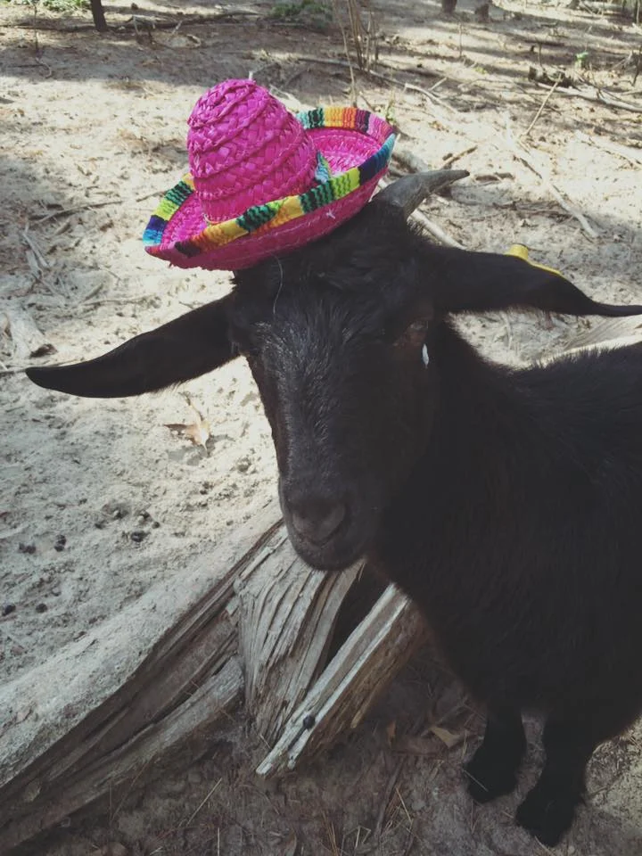 Goats in Hats - Señorita Emmaline.jpg
