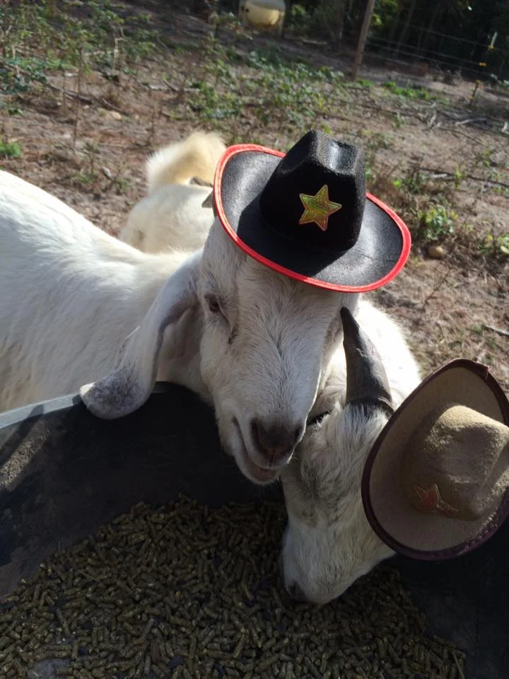 Goats in Hats - Bruno Mars & Connery Cowboys.jpg