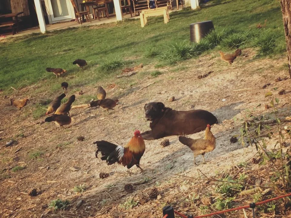 Sassy guarding chickens.jpg