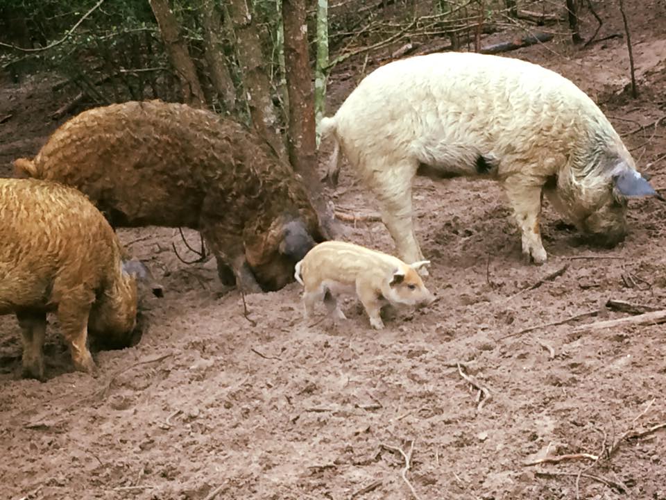First & Second litters of pigs eating together