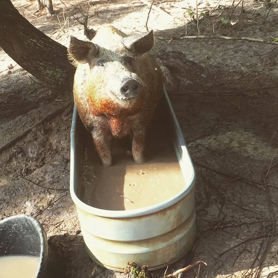 apollo in the in trough.jpg