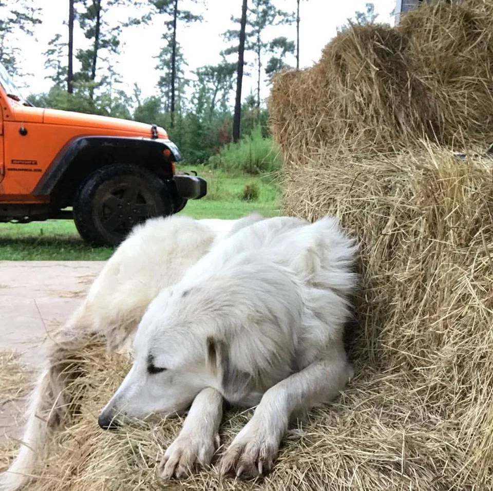 Arya on hay.jpg