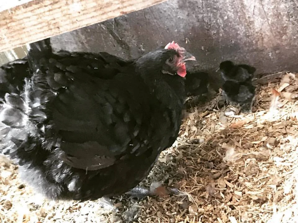 baby black chicks.jpg