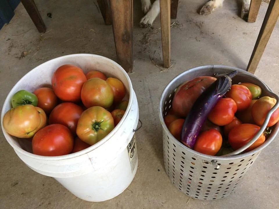 Veggies.jpg