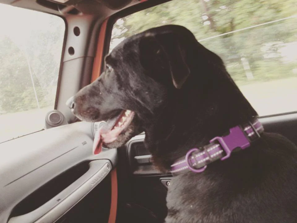 sassy's adoption day.jpg