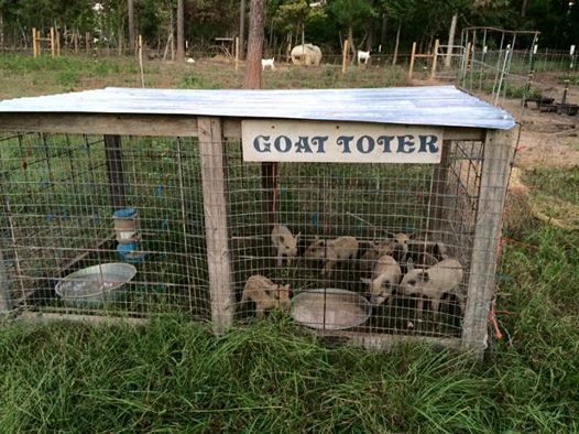 JD's pigs in the Goat Toter.jpg