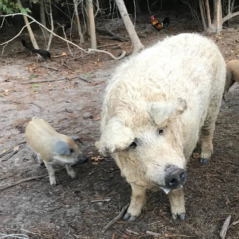 Apollo and mini me.jpg