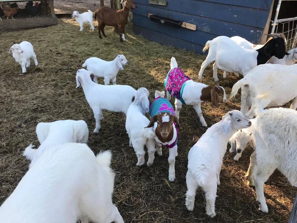 Goat babies and Shamus .jpg