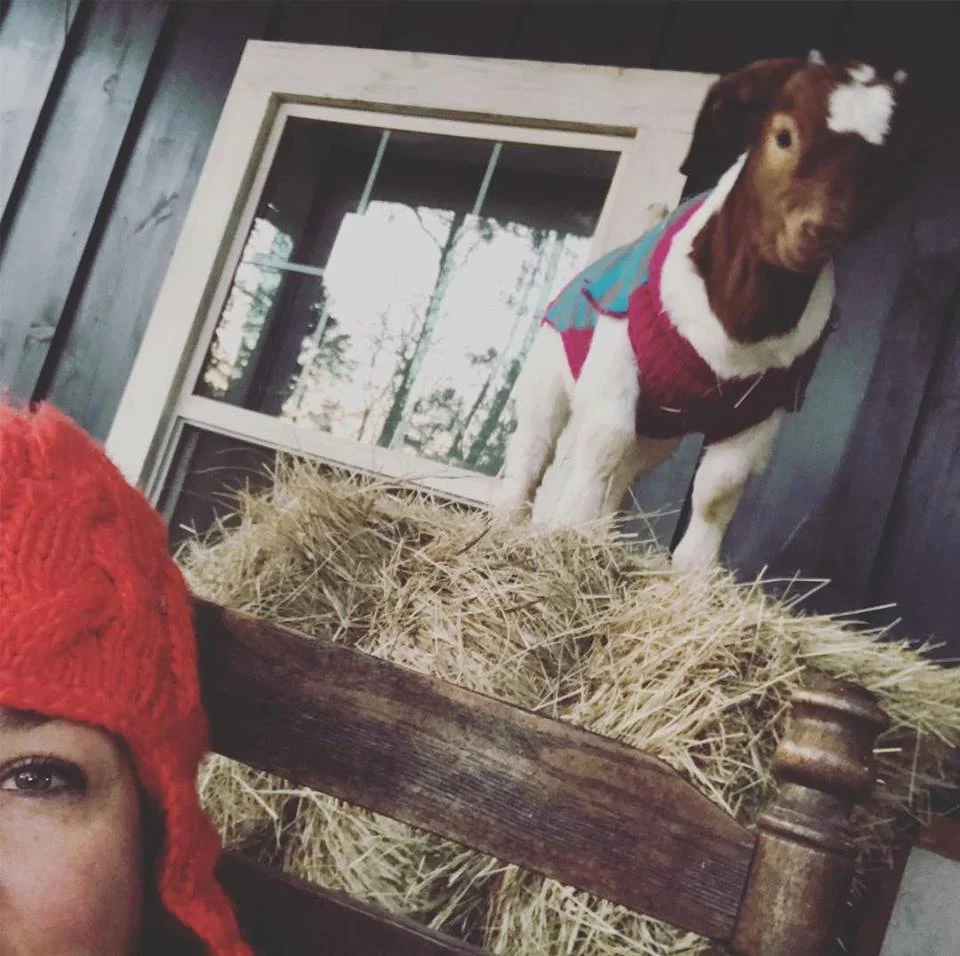 Shamus on hay.jpg