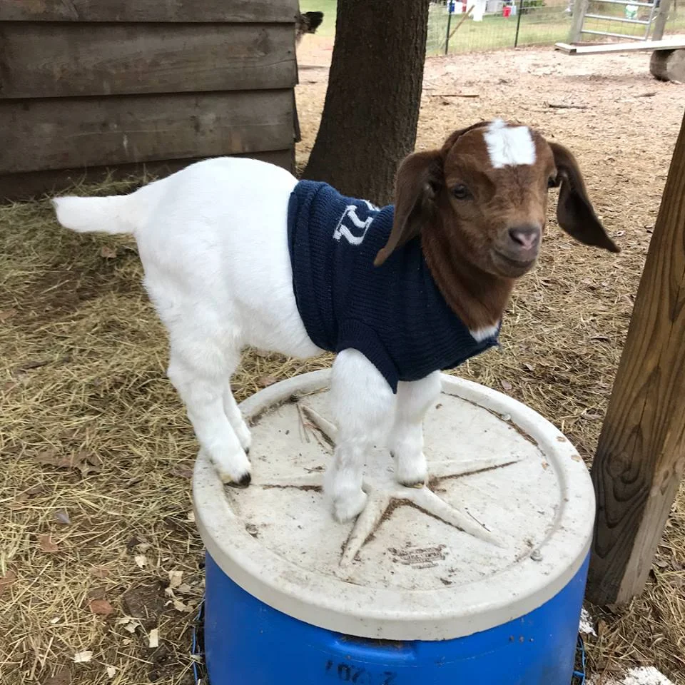 Shamus in a sweater.jpg