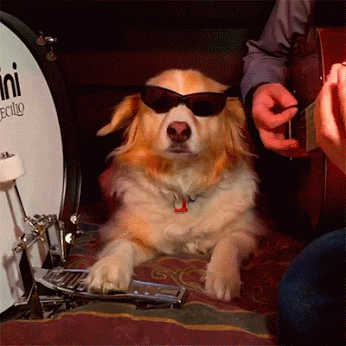 kickdrumdog - Michael Trujillo.gif