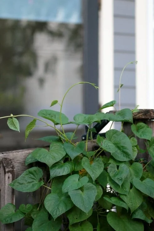 Dinners on the Verandah