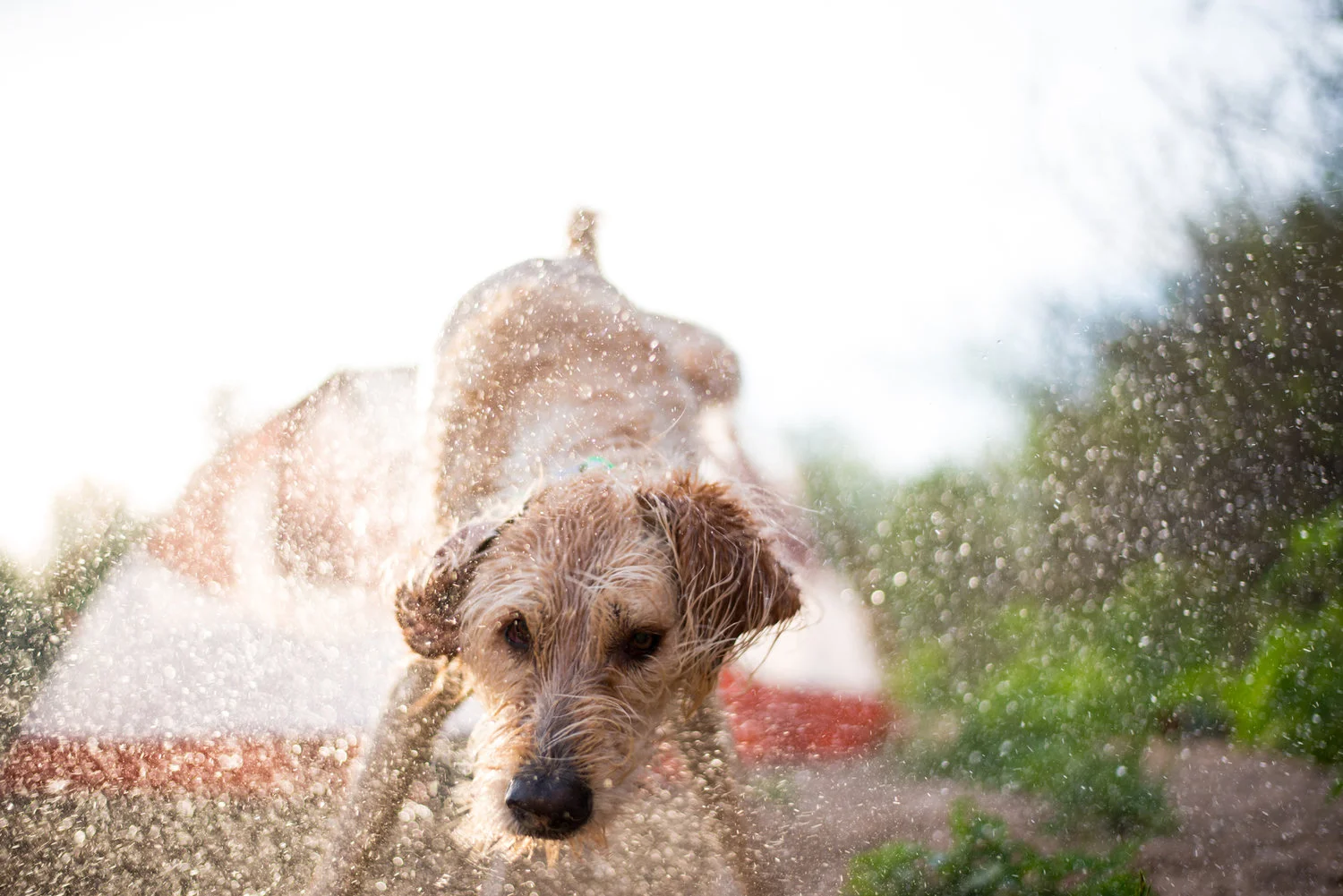 wet+dog+photo+by+weston+carls.jpg