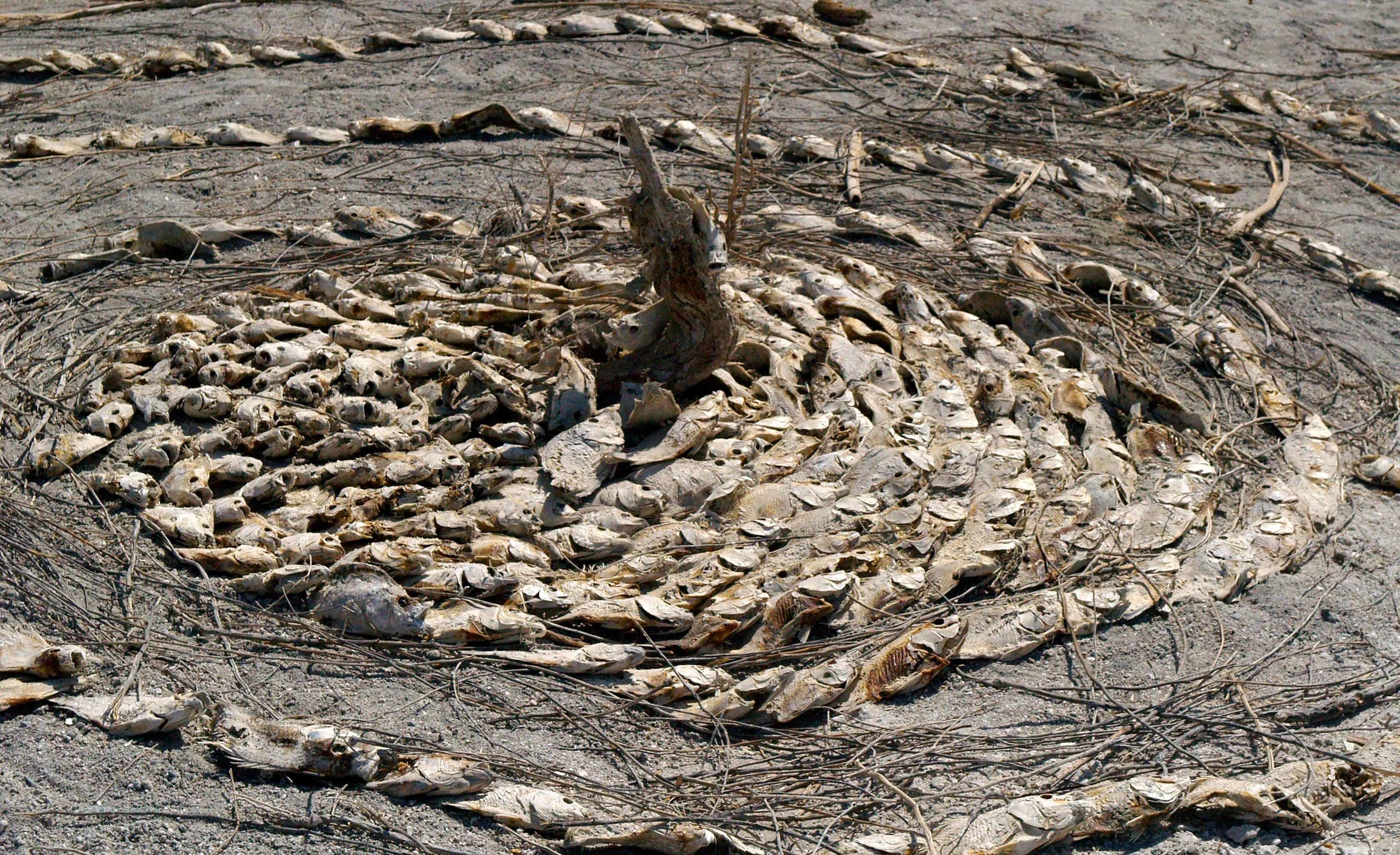fish heads 13 x 8v1_72.jpg