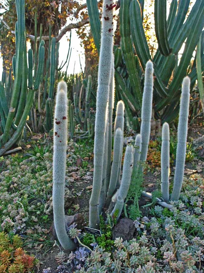 Huntington Arboretum Succulent 9