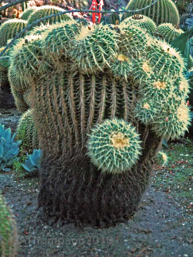 Huntington Arboretum Succulent 17