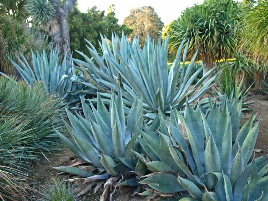 Huntington Arboretum Succulent 26