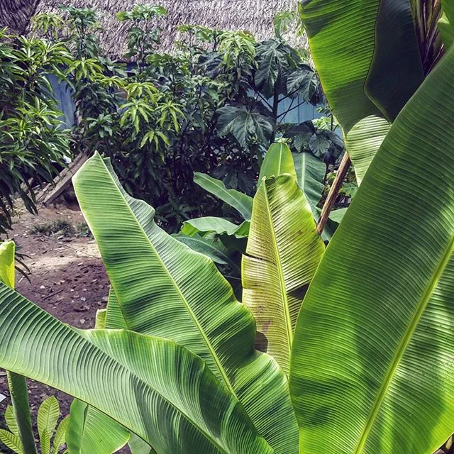 JUNGLE LIFE