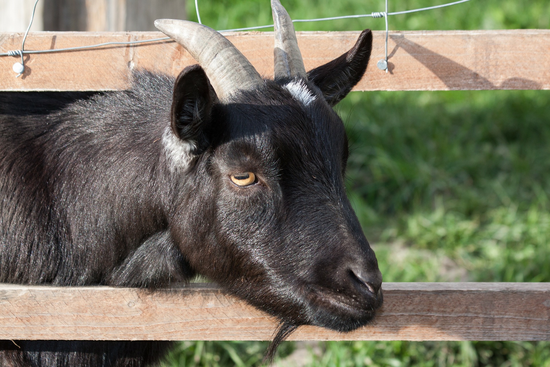 Sacred Spirit Shaman: Spirit Animal: Black Bengal Goat Symbolic Meaning — SaQred Spirit Shaman Sacred Spirit Shaman: Spirit Animal: Black Bengal Goat Symbolic Meaning — SaQred Spirit Shaman