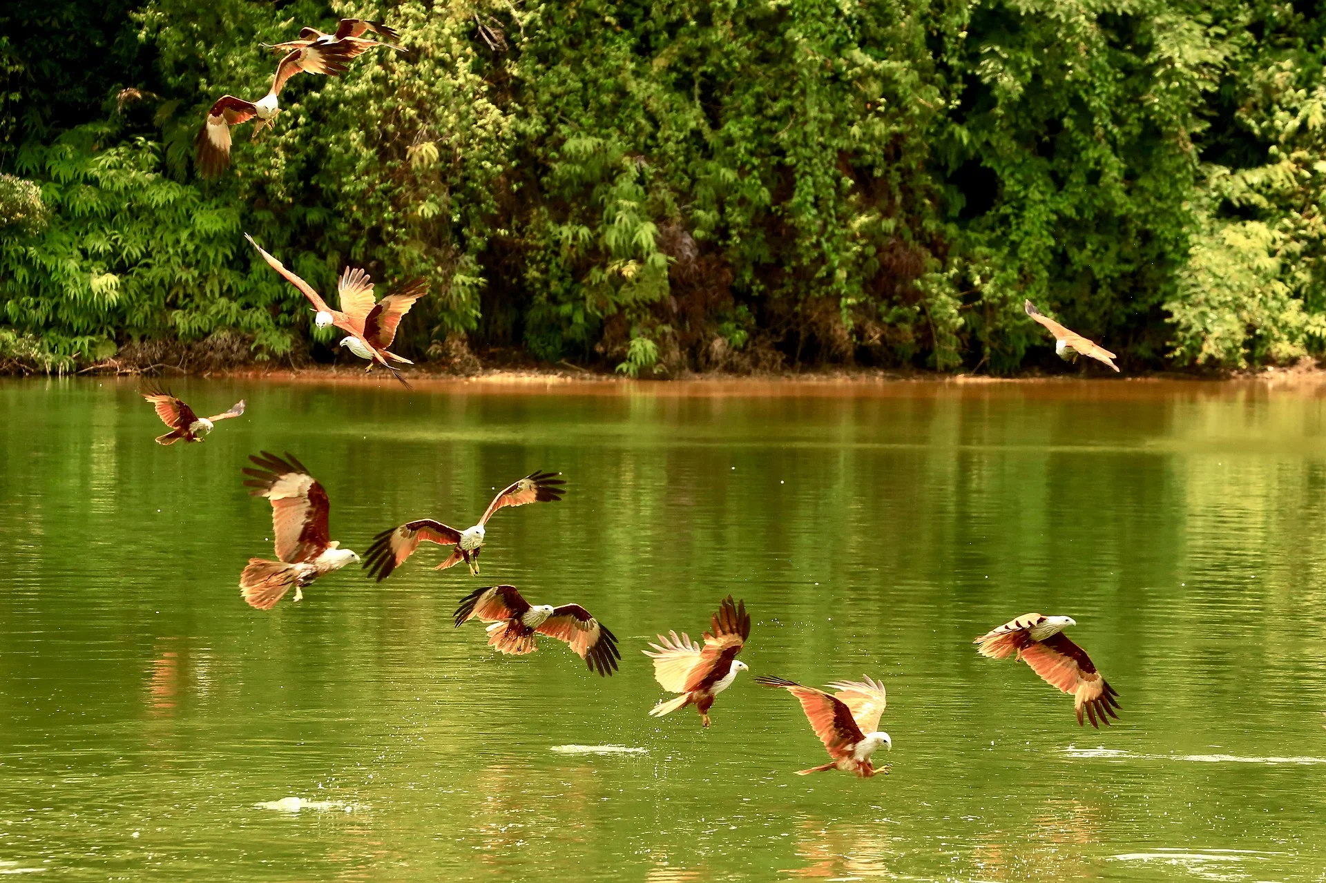 Sacred Spirit Shaman Spirit Animal Symbolic Meaning Red Hawk Saqred Spirit Shaman