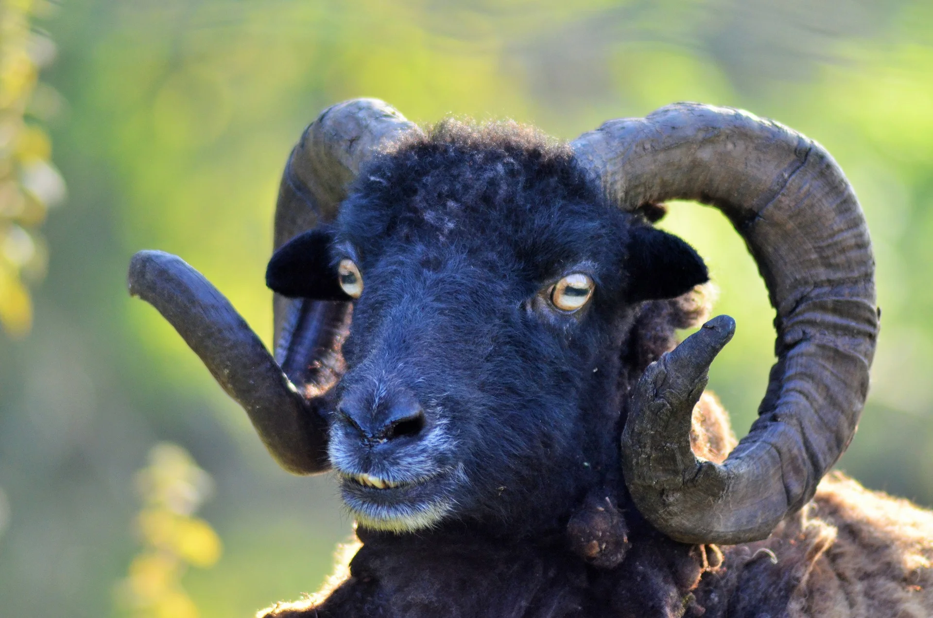 black ram