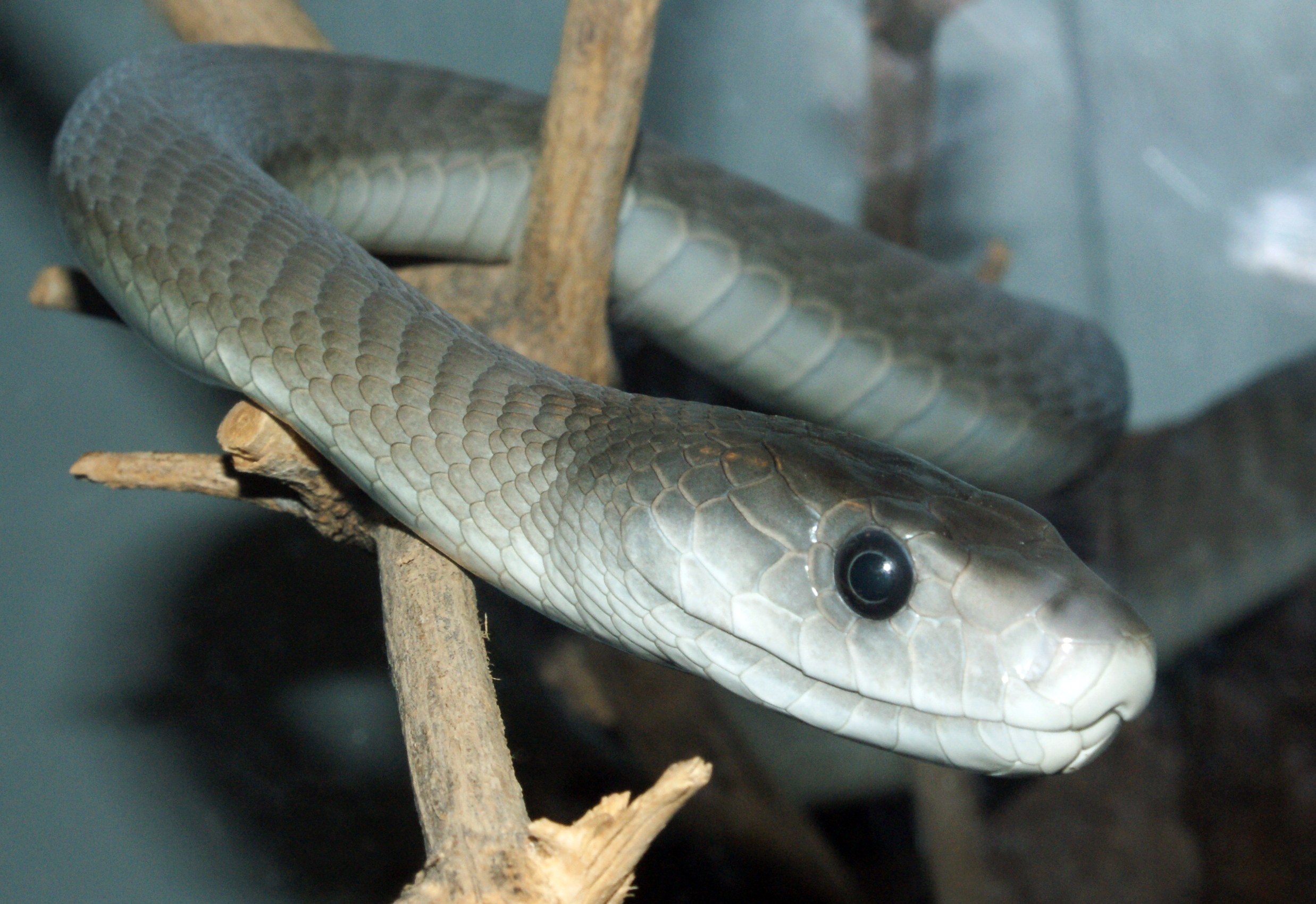 Sacred Spirit Shaman| Spirit Animal Symbolism| Black Mamba Snake — SaQred Spirit Shaman Sacred Spirit Shaman| Spirit Animal Symbolism| Black Mamba Snake — SaQred Spirit Shaman
