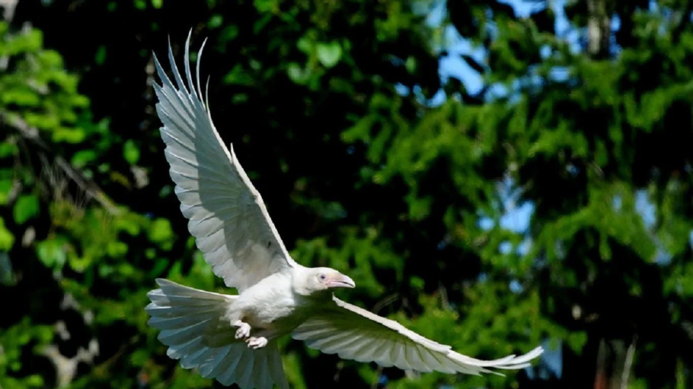 Sacred Spirit Shaman| Spirit Animal Symbolism| Albino Raven
