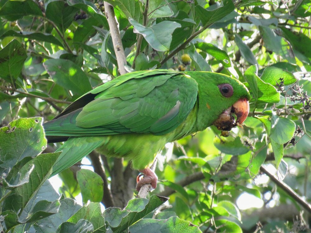 green parakeet symbolism — The Book of Prophecies — SaQred Spirit Shaman