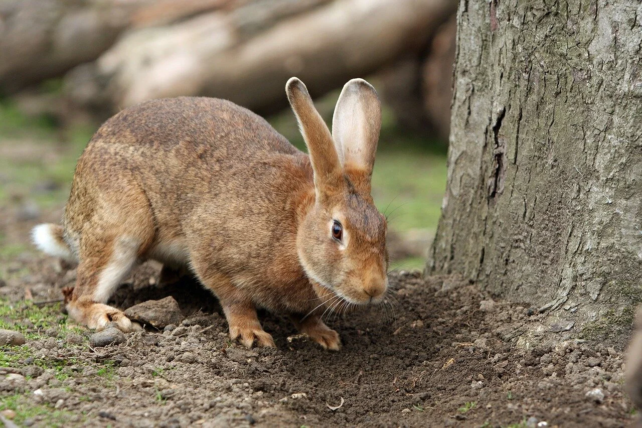 Spiritual Meaning of Seeing a Brown Rabbit  
