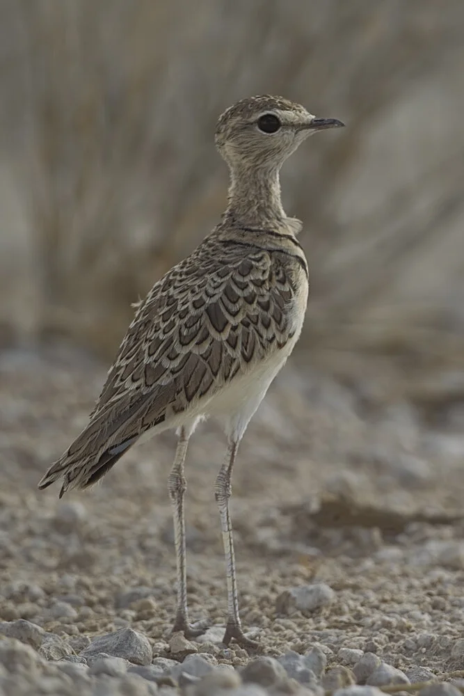 Double-Banded Courser Bird Prophecy And Symbolism